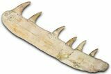 Fossil Mosasaur (Platecarpus) Jaw Section with Teeth - Morocco #353155-2